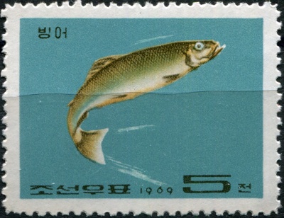 КНДР. 1969. Японский амберджек (Seriola quinqueradiata) (Почтовая марка. MNH)