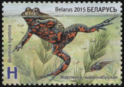 Беларусь. 2015. Жерлянка краснобрюхая (Почтовая марка. MNH OG)