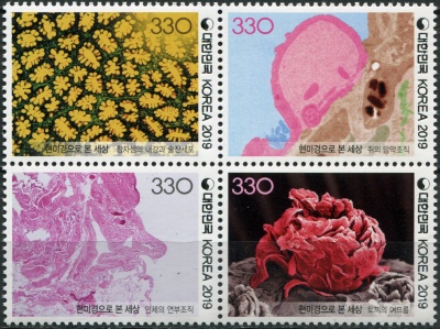 Южная Корея. 2019. Мир под микроскопом (Квартблок. MNH OG)