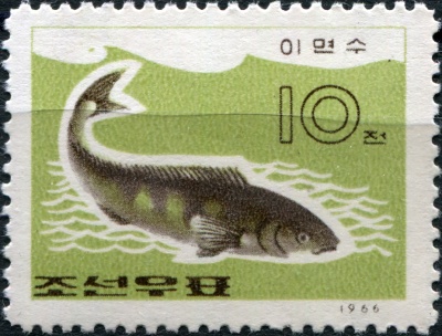 КНДР. 1966. Скумбрия охотская (Pleurogrammus azonus) (Почтовая марка. MNH)