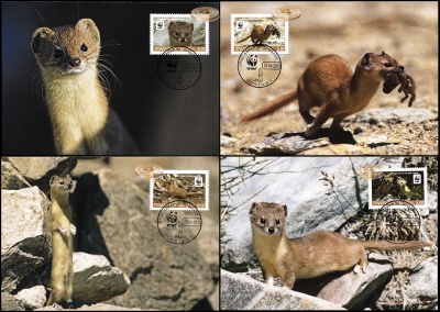 Таджикистан. 2013. Солонгой [Mustela altaica] (Серия картмаксимумов. М)