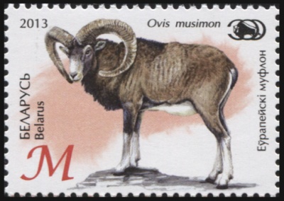 Беларусь. 2013. Европейский муфлон (Почтовая марка. MNH OG)