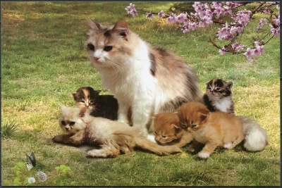 КНДР. 2010. Мама - кошка и котята (Открытка. Mint)