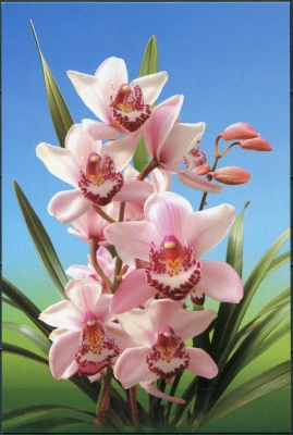КНДР. 2011. Ванда гибридная (Vanda hybrida) (Открытка. Mint)