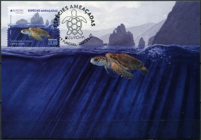 Мадейра. 2021. Логгерхед-морская черепаха (Caretta caretta) (Картмаксимум. Mint)