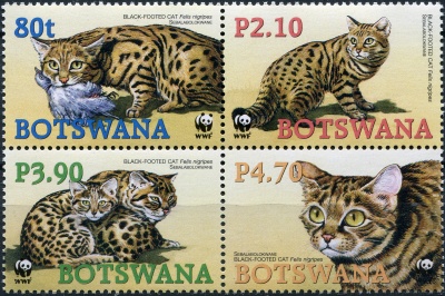 Ботсвана. 2005. Черноногая кошка (Квартблок. MNH OG)