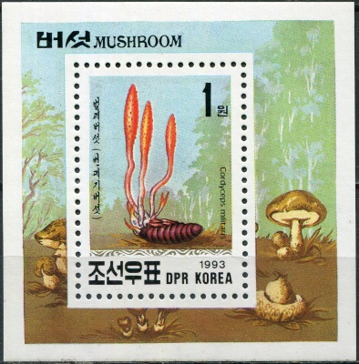 КНДР. 1993. Грибы. Кордицепс военный (Cordyceps militaris) (Почтовый блок. MNH OG)