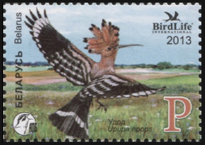 Беларусь. 2013. Удод (Почтовая марка. MNH OG)