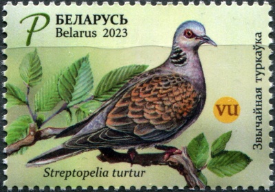 Беларусь. 2023. Обыкновенная горлица (Streptopelia turtur) (Почтовая марка. MNH OG)