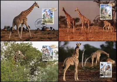 Нигер. 2013. Западноафриканский Жираф [Giraffa camelopardalis] (Серия картмаксимумов. М)