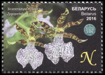 Беларусь. 2016. Зигопеталум пятнистый (Почтовая марка. MNH OG)