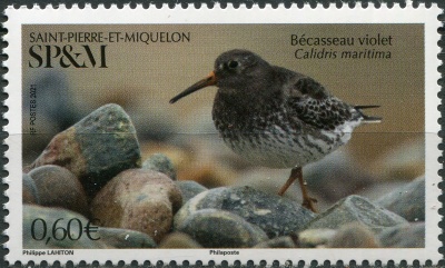 Сен-Пьер и Микелон. 2021. Морской песочник (Calidris maritima) (Почтовая марка. MNH OG)