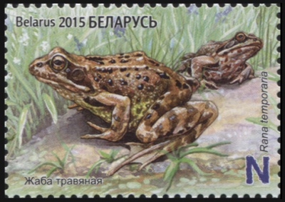 Беларусь. 2015. Лягушка травяная (Почтовая марка. MNH OG)