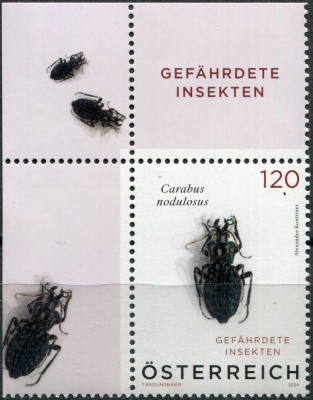 Австрия. 2024. Чёрный ямчатый жук (Carabus nodulosus) (II) (Почтовая марка. MNH OG)
