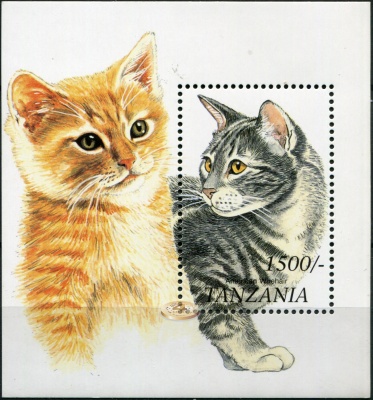 Танзания. 1999. Кошки со всего мира: Американская жесткошерстная (Блок. MNH OG)