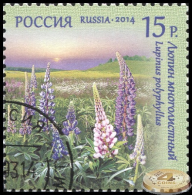 Россия. 2014. Люпин многолистный (Почтовая марка. CTO Гашеная)