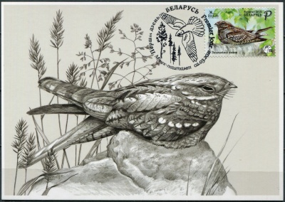 Беларусь. 2021. Евразийский козодой (Caprimulgus europaeus) (Картмаксимум. Mint)