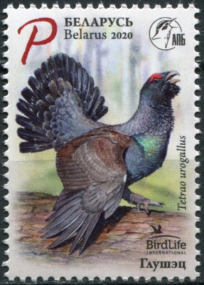 Беларусь. 2020. Западный глухарь (Tetrao urogallus) (Почтовая марка. MNH OG)