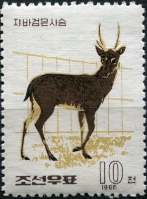 КНДР. 1966. Индийский мунтжак (Muntiacus muntjak) (Почтовая марка. MNH OG)