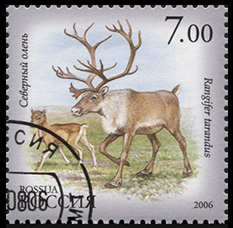 Россия. 2006. Северный олень (Почтовая марка. CTO Гашеная)