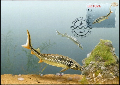 Литва. 2006. Атлантический осетр (Картмаксимум. M)