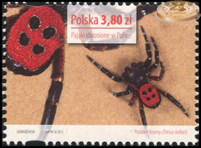 Польша. 2013. Паук Эрезус чёрный (Почтовая марка. MNH OG)