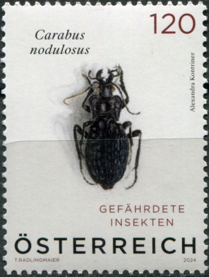 Австрия. 2024. Чёрный ямчатый жук (Carabus nodulosus) (Почтовая марка. MNH OG)