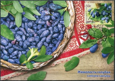 Россия. 2020. Жимолость голубая (Lonicera caerulea). Гашение Краснодар (Картмаксимум. Mint)