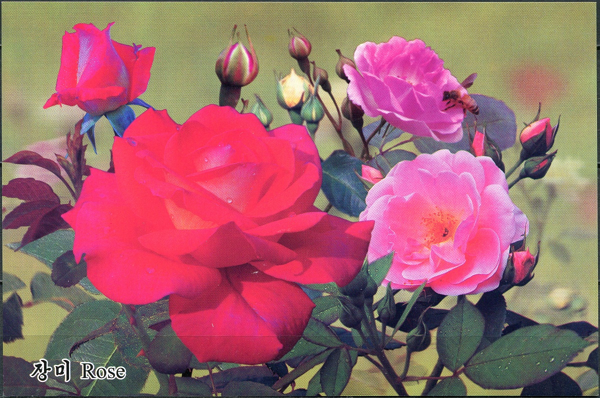 КНДР. 2012. Роза (Открытка. Mint)